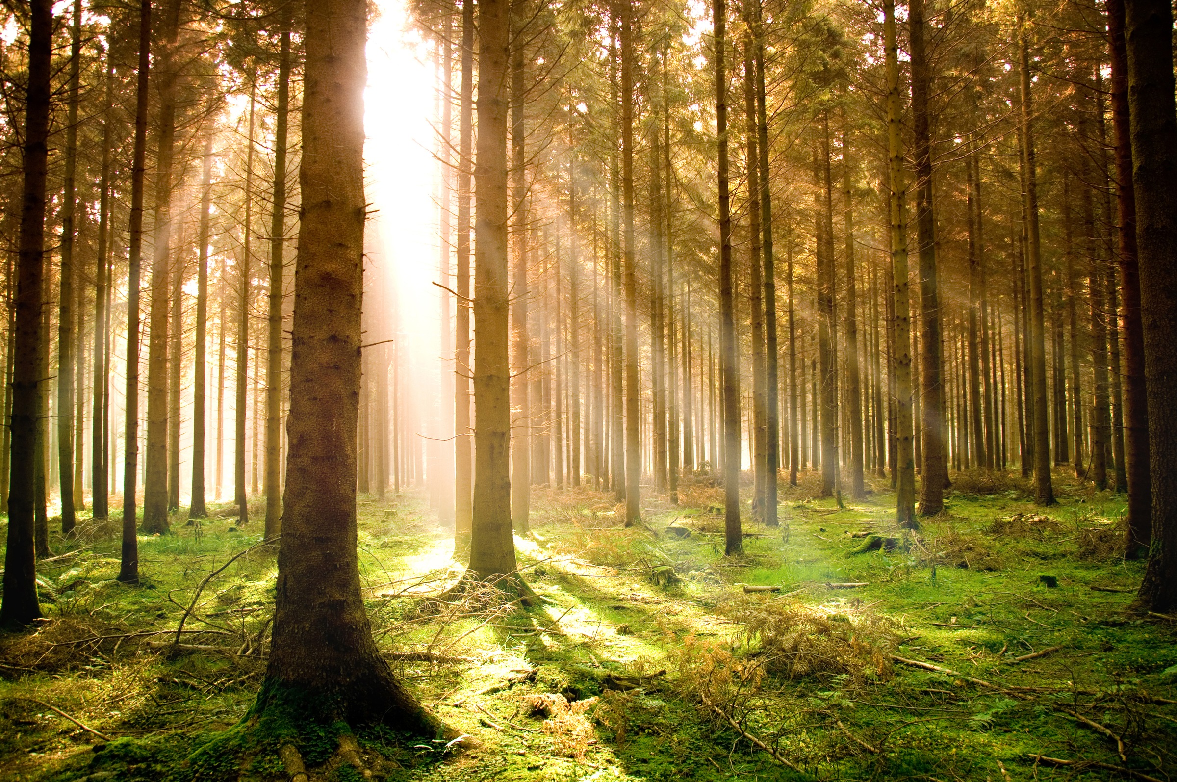 Papermoon Fototapete »Autumn Pine Forest«