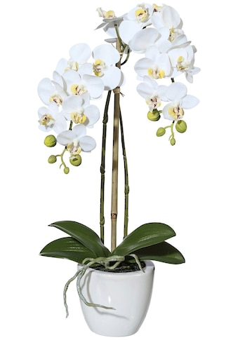 Creativ green Kunstpflanze »Orchidee Phalaenopsis«, (1 St.), im Keramiktopf kaufen