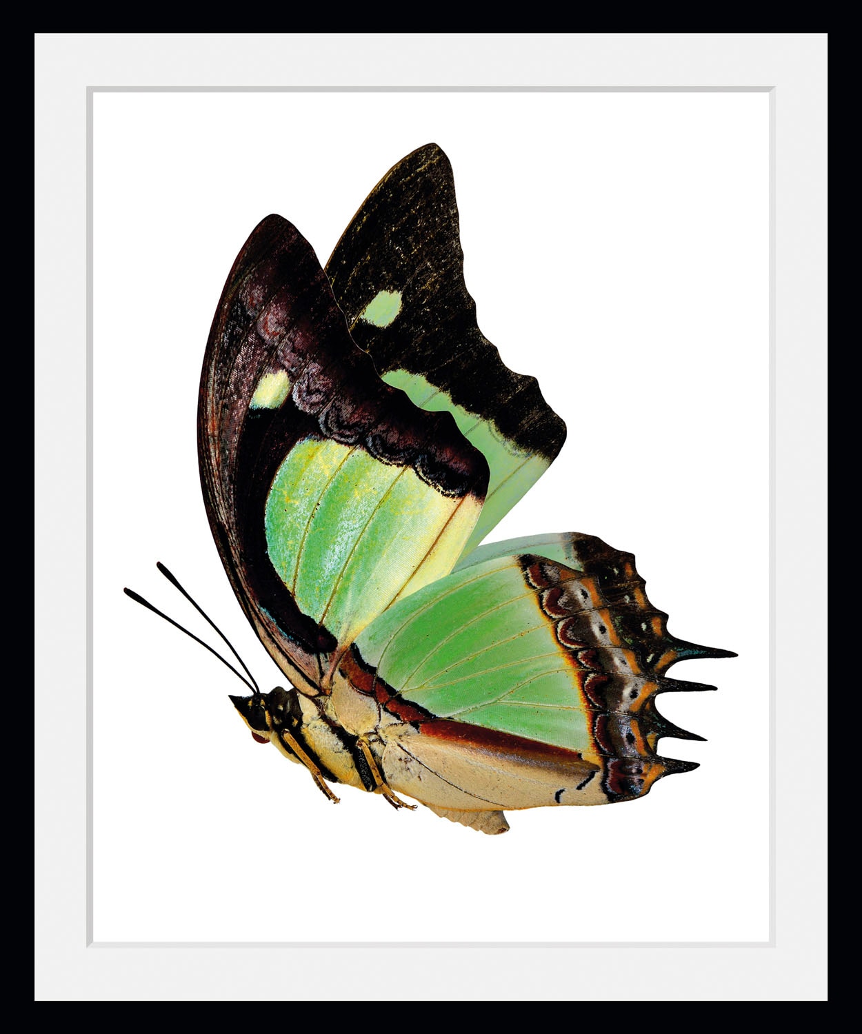 queence Bild »Charly«, Schmetterlinge, (1 St.)