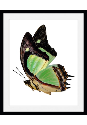 Bild »Charly«, Schmetterlinge, (1 St.)