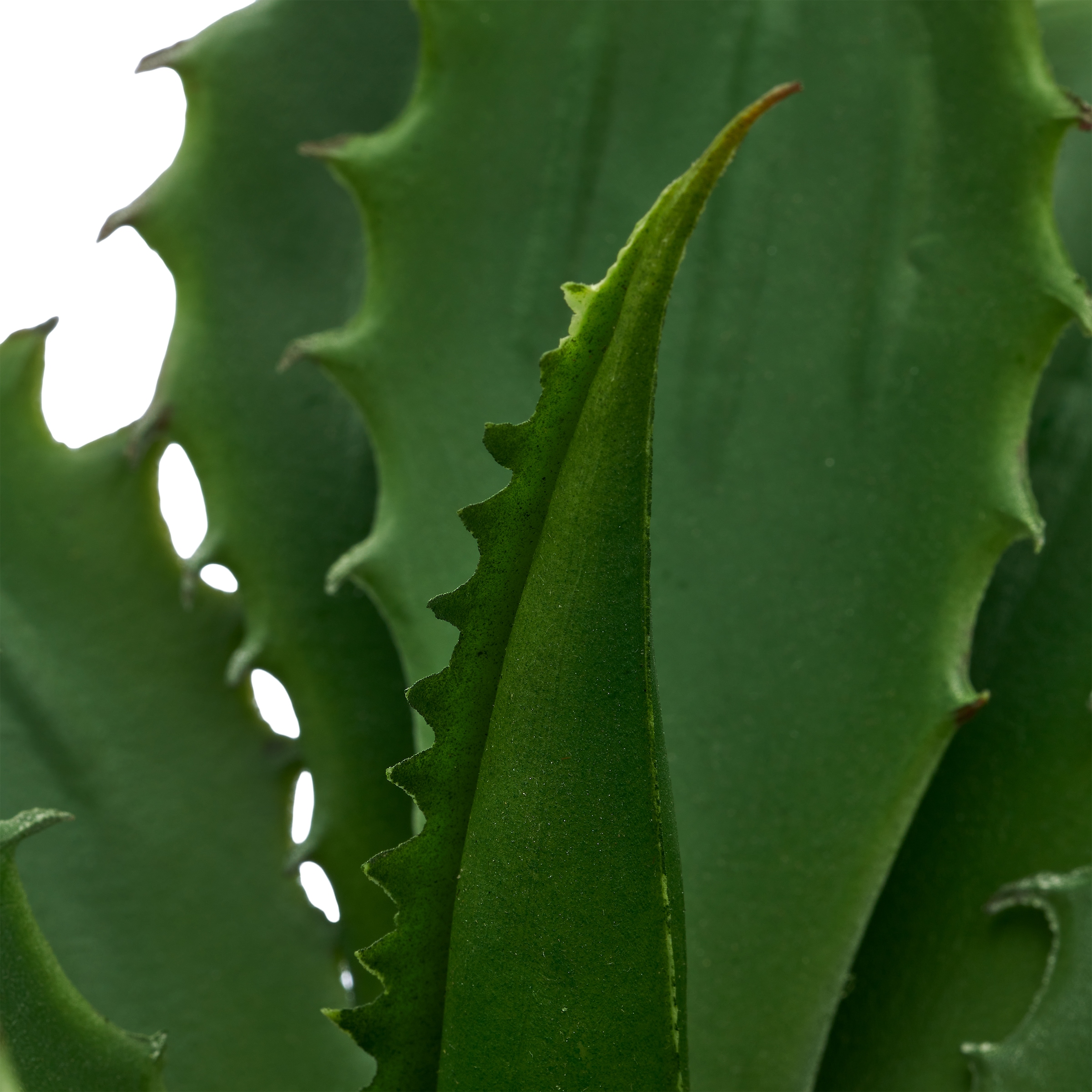 Creativ green Kunstpflanze »Echeveria« mit naturgetreuem Blattwerk