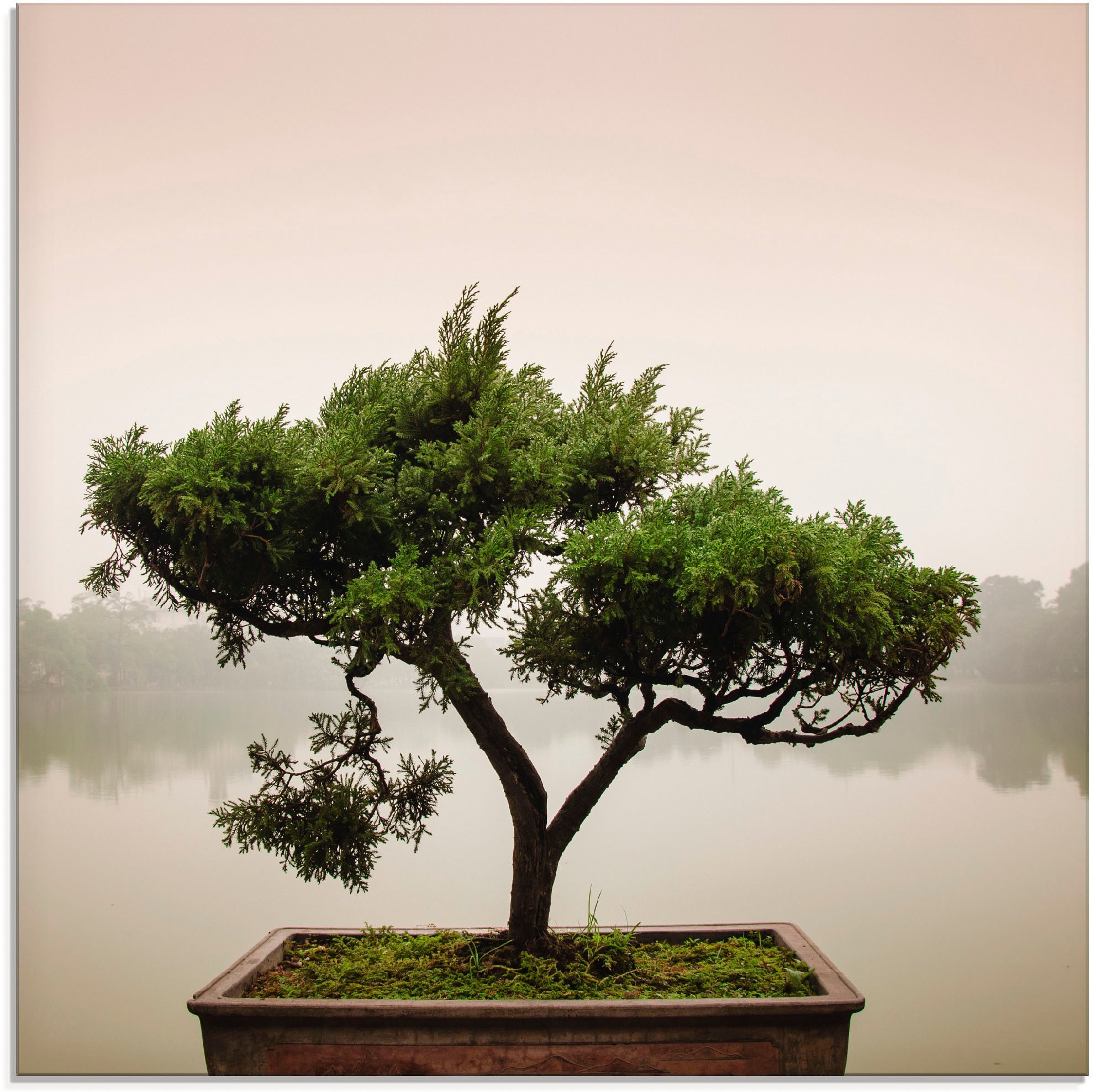 Artland Glasbild »Chinesischer Bonsaibaum«, Bäume, in online (1 bei St.), verschiedenen OTTO Größen