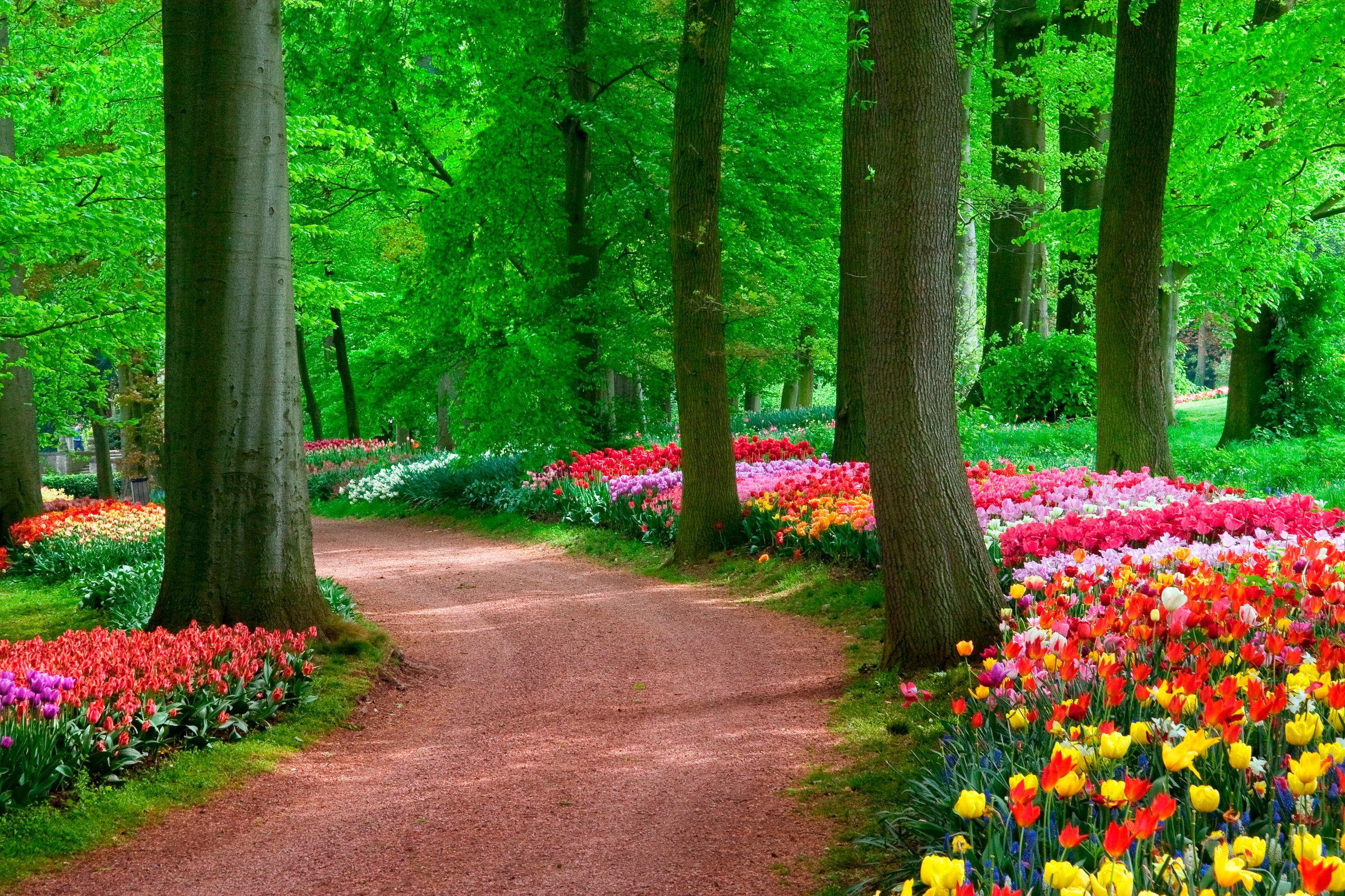 Papermoon Fototapete »Tulips Spring Landscape«