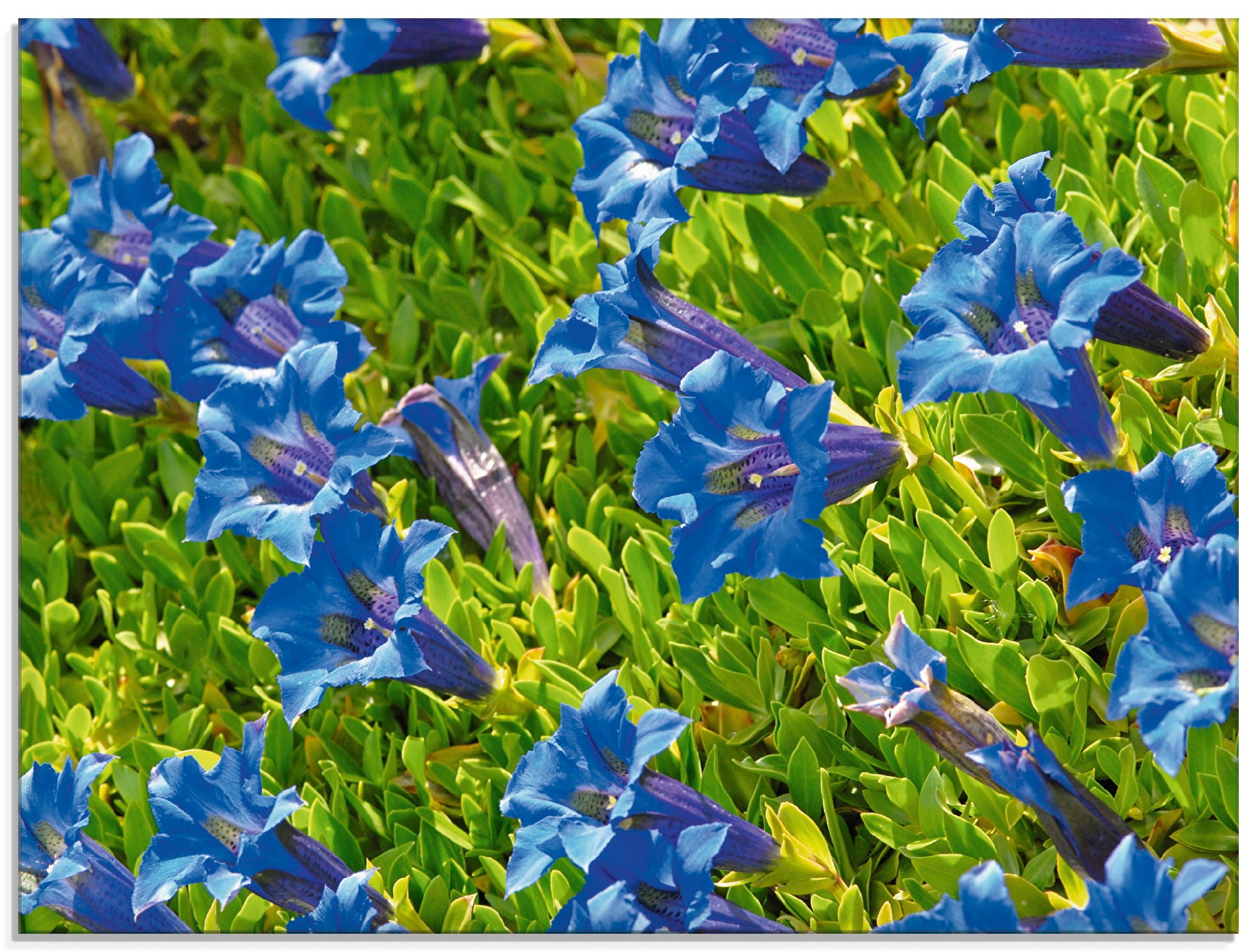 Artland Glasbild »Enzian«, Blumenwiese, (1 St.)