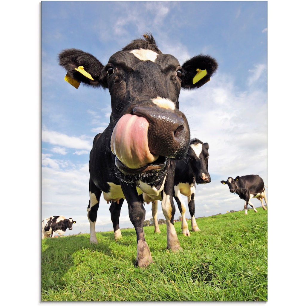 Artland Glasbild »Holstein-Kuh mit gewaltiger Zunge«, Haustiere, (1 St.)