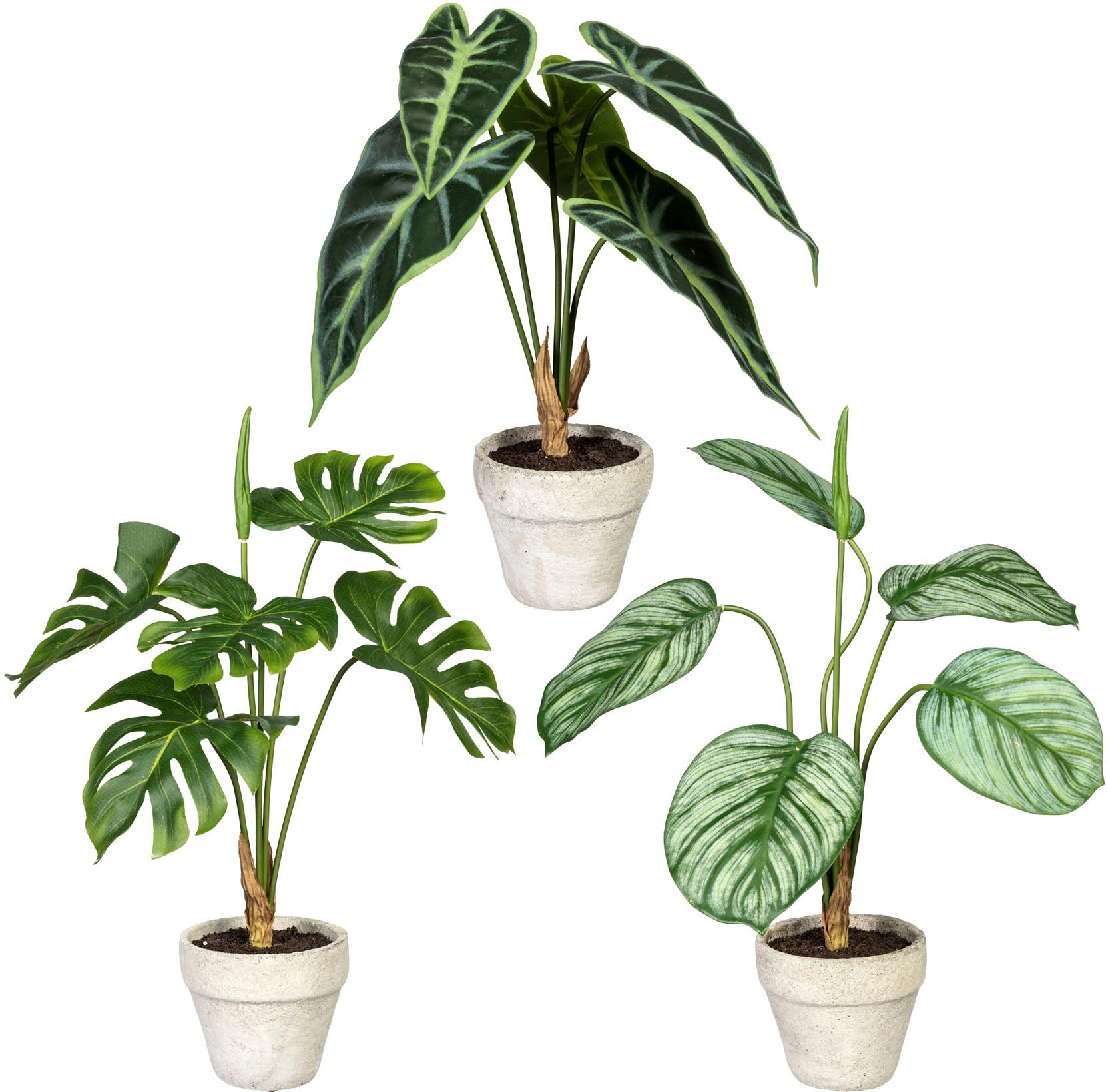 Creativ green Künstliche OTTO bei »Set Zimmerpflanze aus Set bestellen Grünpflanzen«, im St.), Zementtopf, 3er (3