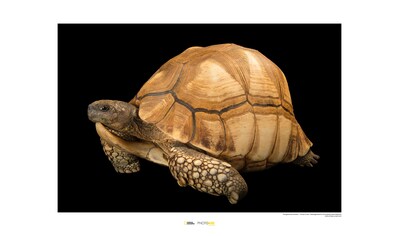 Komar Poster »Ploughshare Tortoise«, Tiere, Höhe: 30cm kaufen