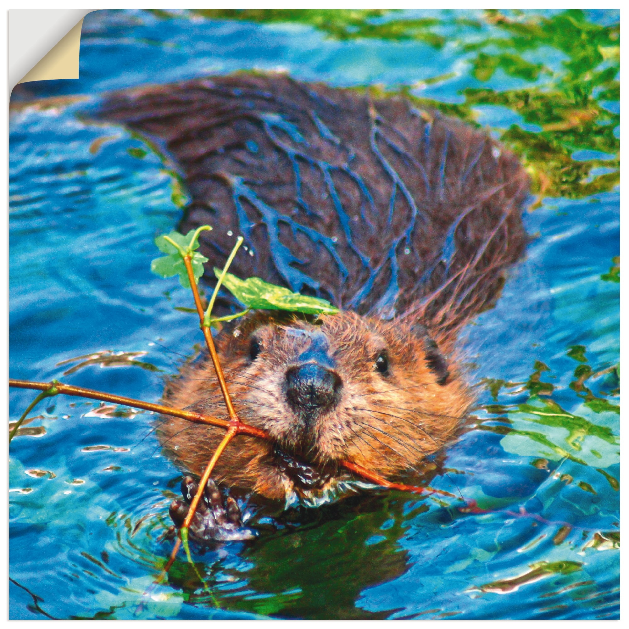 Artland Wandbild »Biber Apport«, Wildtiere, (1 St.), in vielen Größen & Produktarten - Alubild / Outdoorbild für den Außenbereich, Leinwandbild, Poster, Wandaufkleber / Wandtattoo auch für Badezimmer geeignet