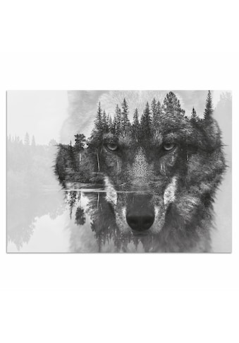Home affaire Acrylglasbild »Wolf«, 60/40 cm kaufen