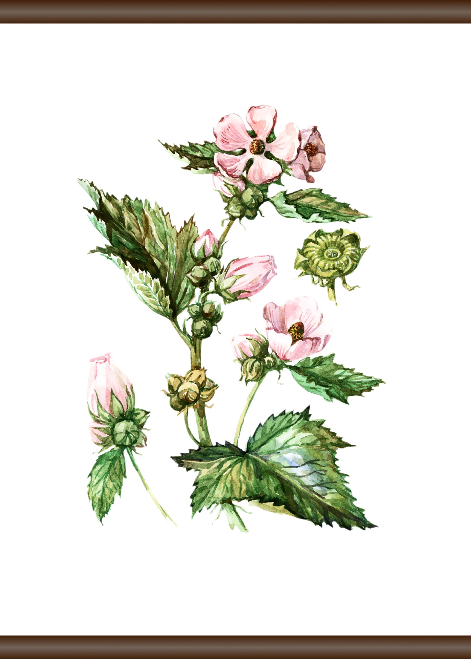 OTTO Shop im Leinwandbild Online cm queence »Pflanzen Anatomie«, 50x70