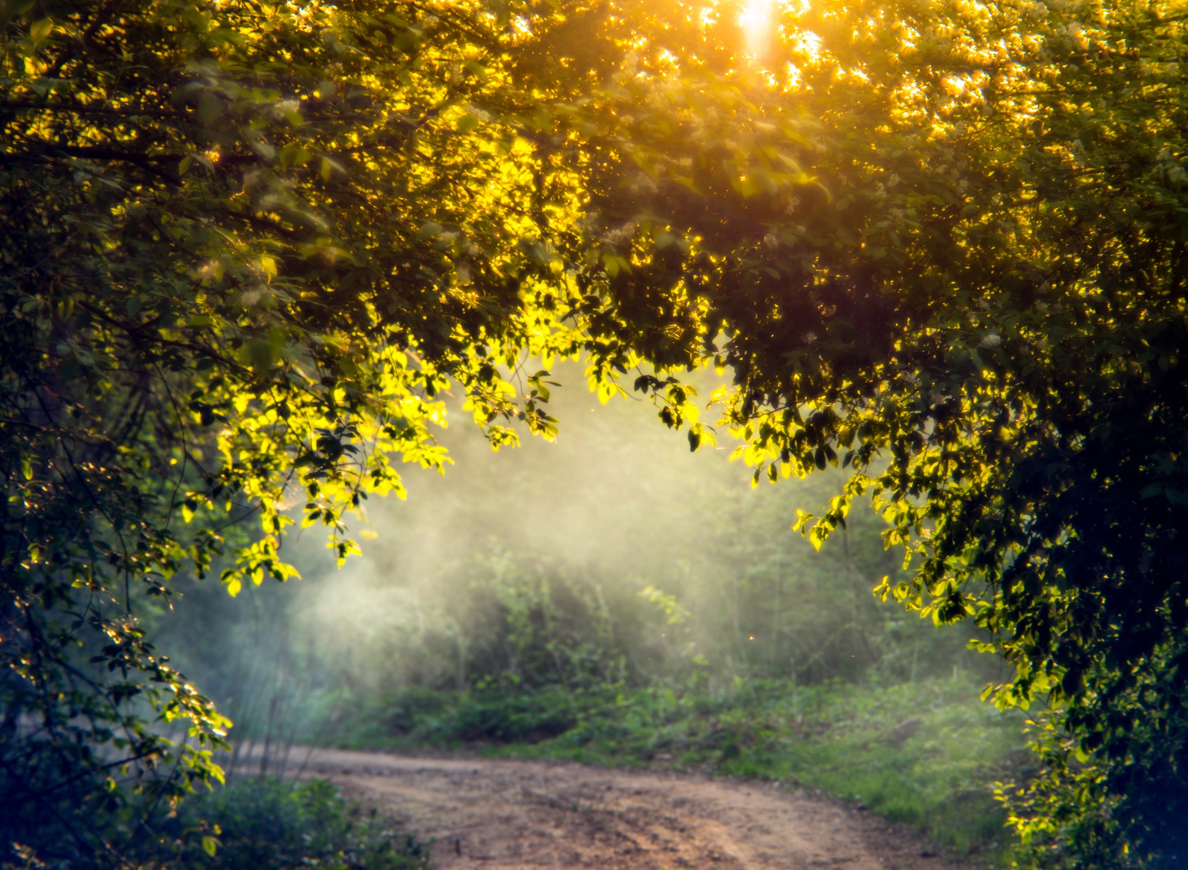 Papermoon Fototapete »Misty Forest in Spring«