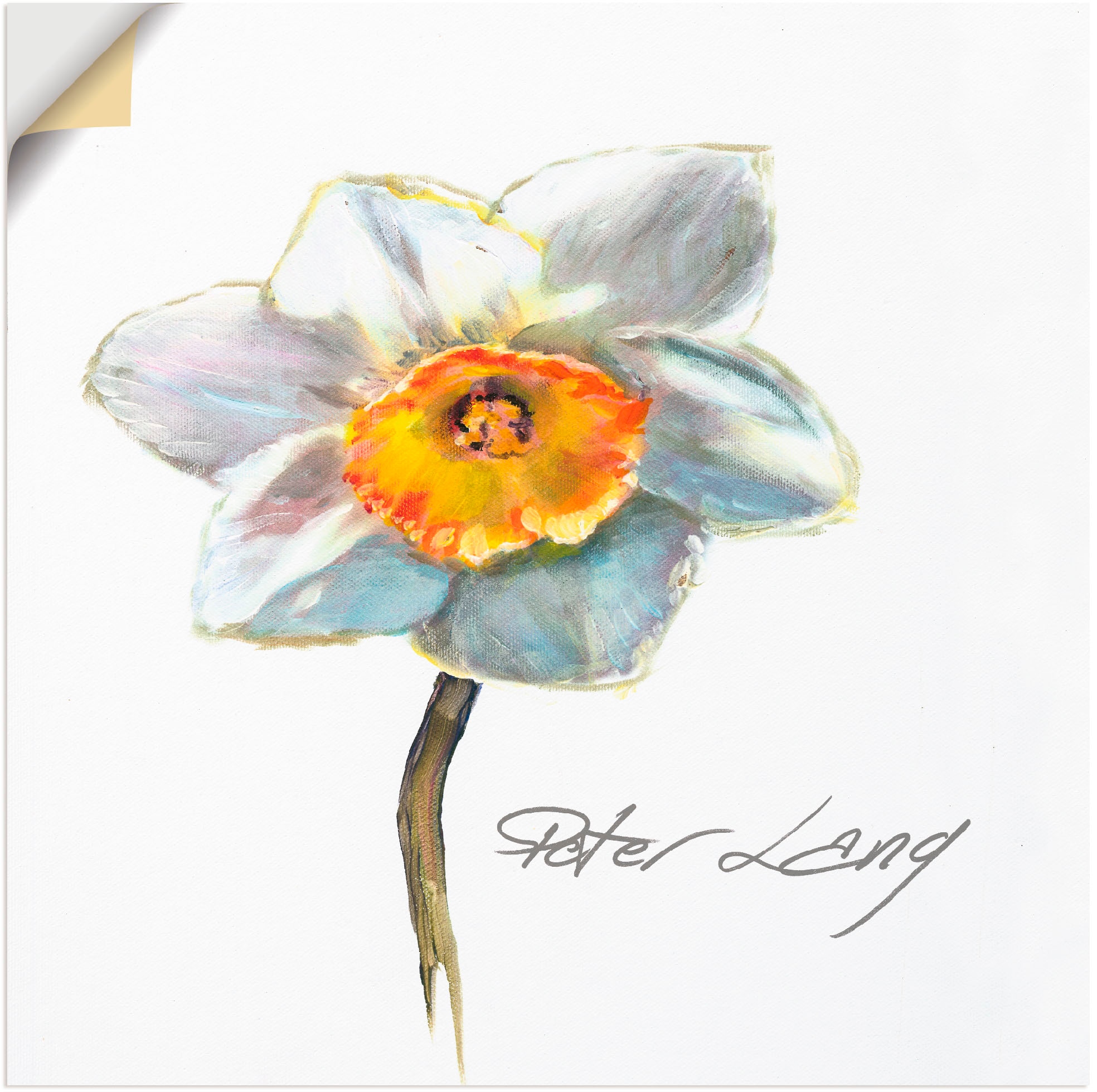 Artland Wandbild »Blume_weiß VIII«, Blumen, (1 St.), in vielen Größen & Produktarten - Alubild / Outdoorbild für den Außenbereich, Leinwandbild, Poster, Wandaufkleber / Wandtattoo auch für Badezimmer geeignet