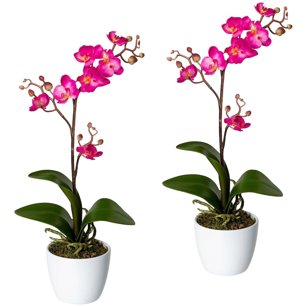Creativ green Kunstpflanze »Orchidee Phalaenopsis«