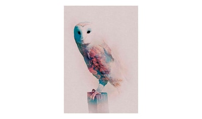 Komar Poster »Animals Forest Owl«, Tiere, Höhe: 50cm kaufen