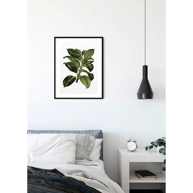 Komar Poster »Elastica Tree«, Pflanzen-Blätter, (1 St.), Kinderzimmer,  Schlafzimmer, Wohnzimmer im OTTO Online Shop