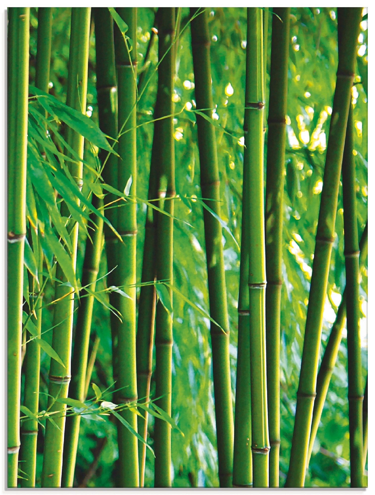 Glasbild »Bambus III«, Gräser, (1 St.), in verschiedenen Größen