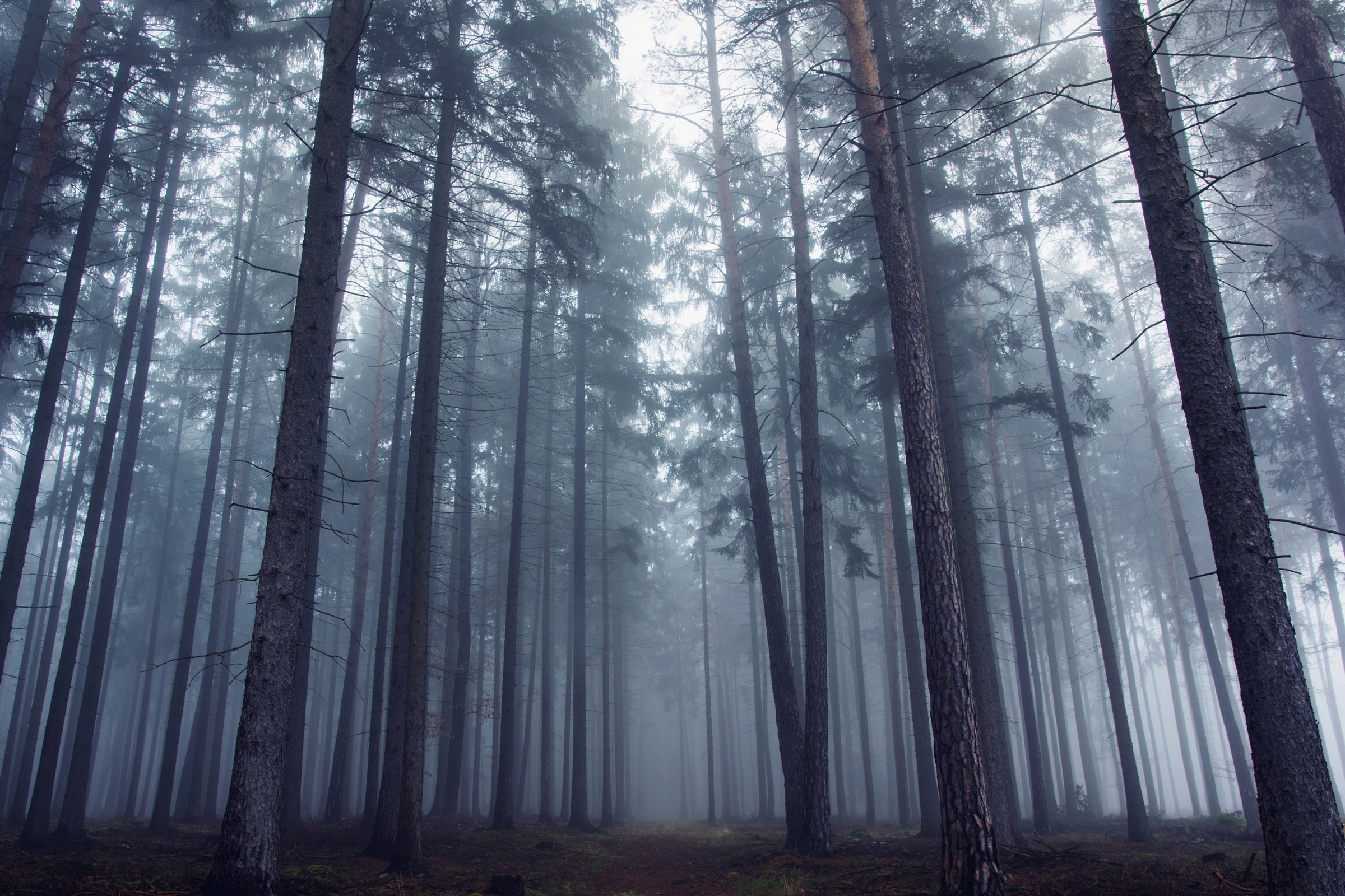 Papermoon Fototapete »Photo-Art DAVID CHAROUZ, GEHEIMNISVOLLER NEBLIGER WALD«