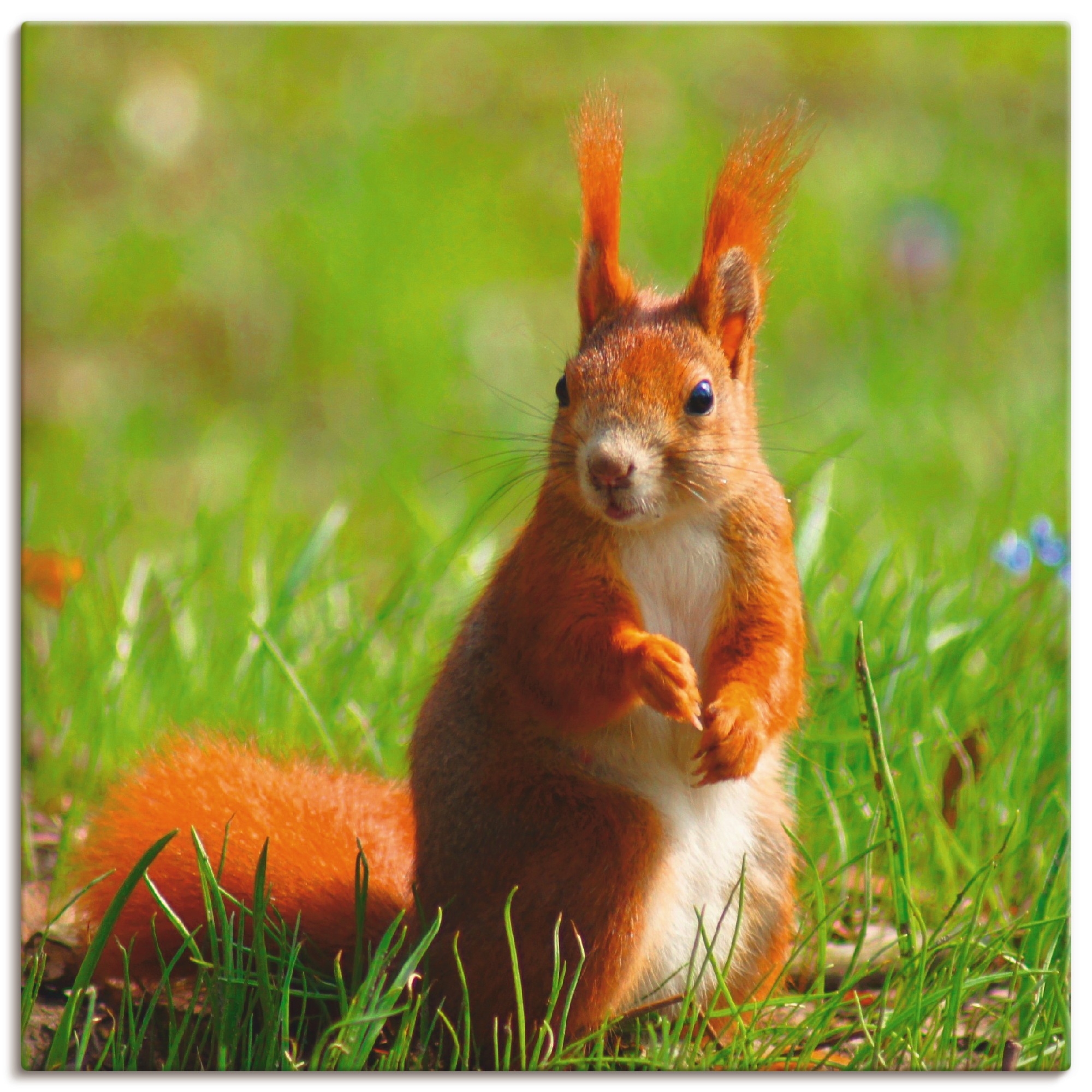Artland Wandbild »Eichhörnchen Kontakt«, Wildtiere, (1 St.), in vielen Größen & Produktarten -Leinwandbild, Poster, Wandaufkleber / Wandtattoo auch für Badezimmer geeignet