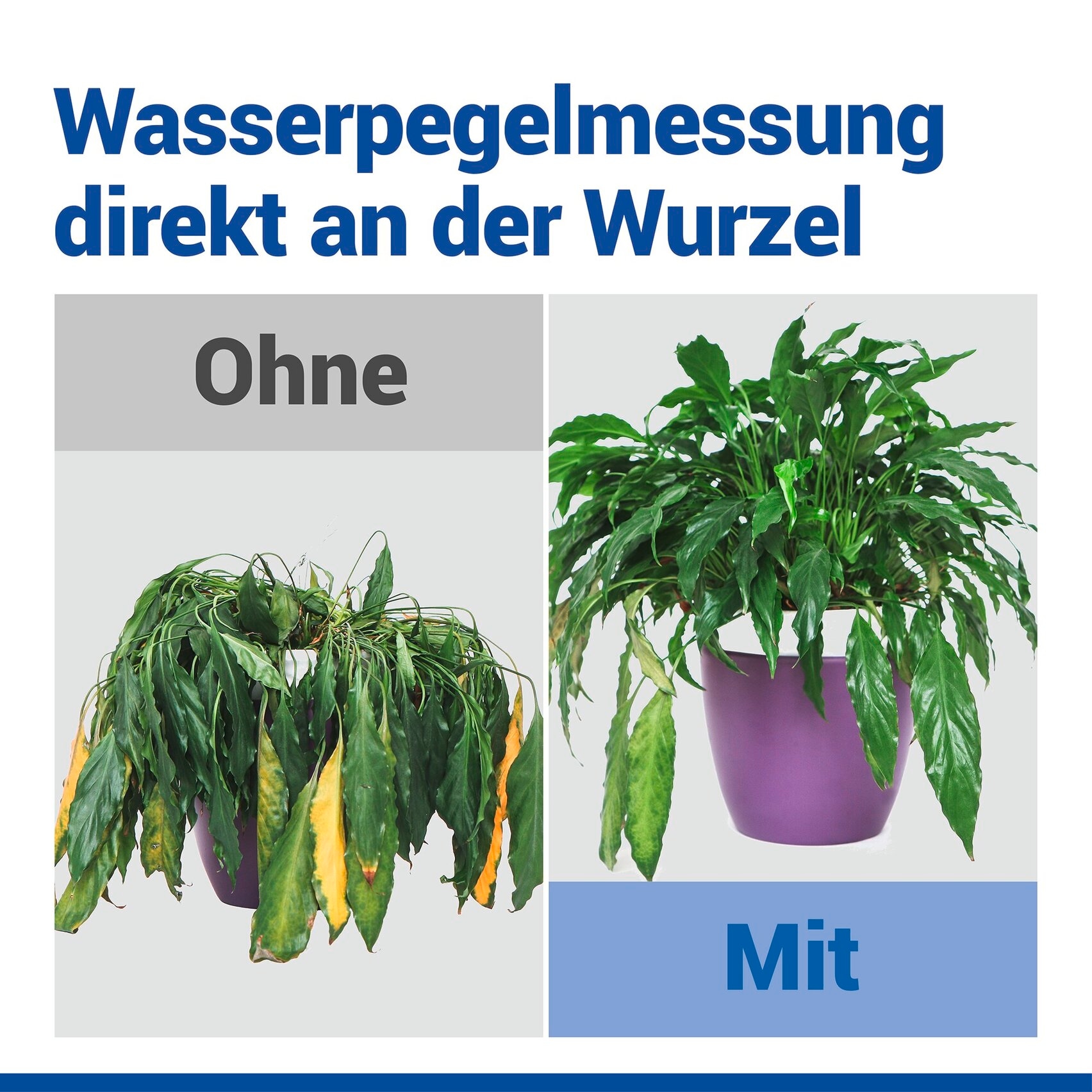 Maximex Pflanzenlampe »Modell Pflanzen-Alarm« Farbwechsler LED Boden-Feuchtigkeitsmesser für Pflanzen mit Ampelsystem