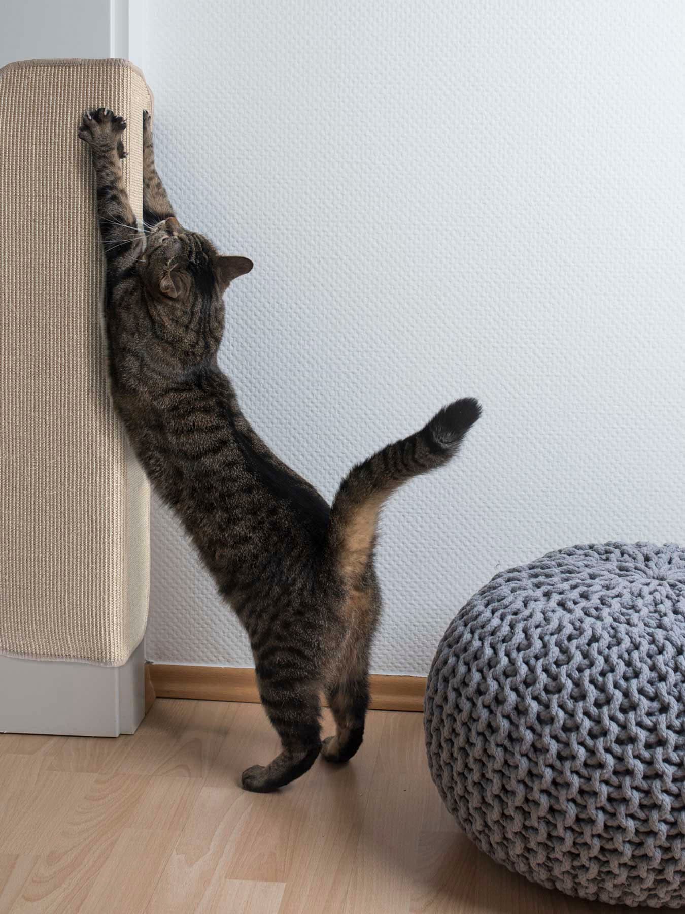 Primaflor-Ideen In Textil Kratzbrett »Katzen-Kratzmatte SISALLUX in beige, Größe B/H/L: 160 cm x 0,6 cm x 200 cm