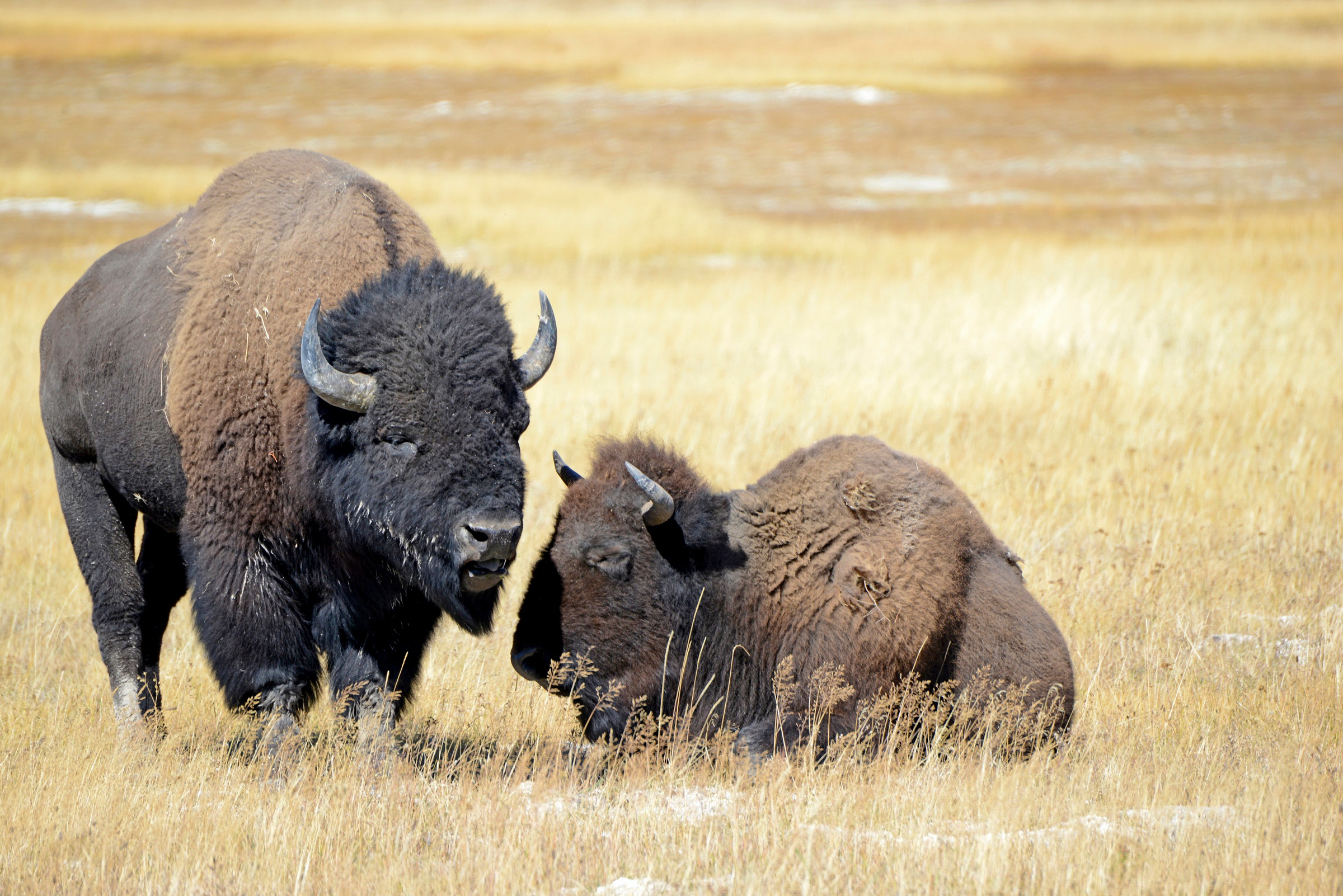 Papermoon Fototapete »BISONS WILD WEST«