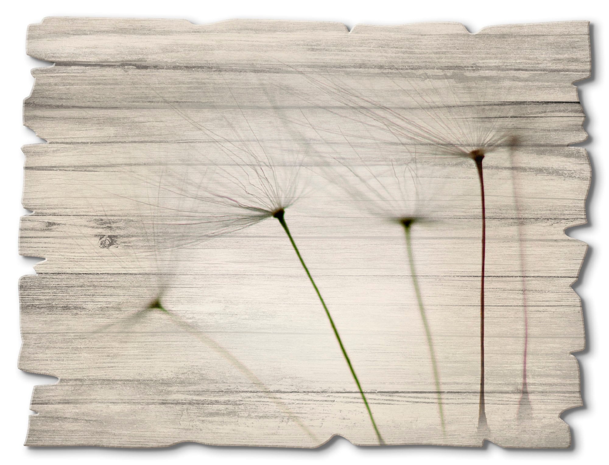 Holzbild »Pusteblumen-Samen I«, Blumen, (1 St.)