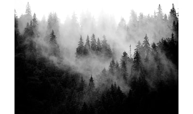 Consalnet Vliestapete »Wald im Nebel« kaufen