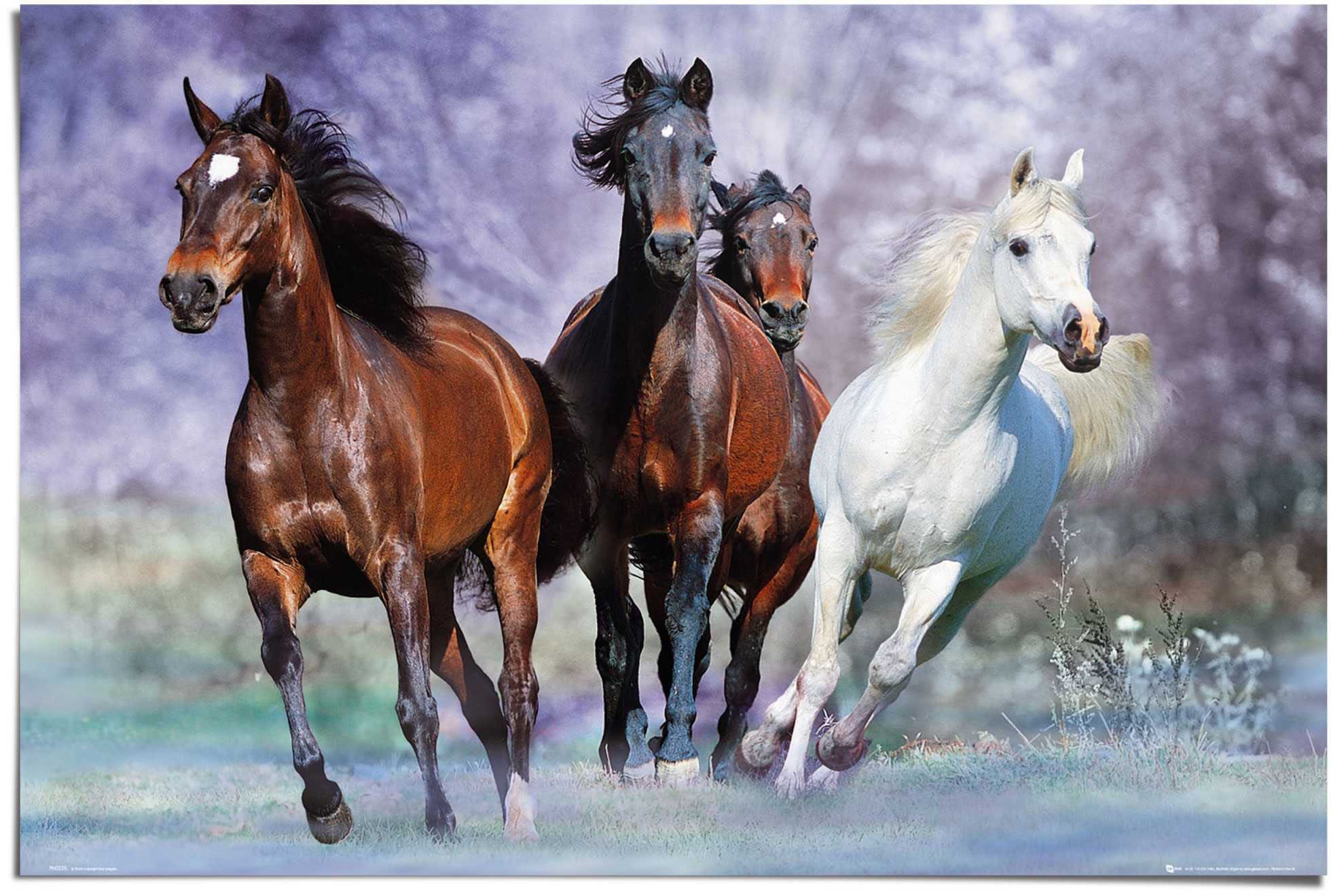 Reinders! Poster »Pferde Tier - Galopp - Pferd Schimmel - Pferd Braun«, (1  St.) kaufen im OTTO Online Shop