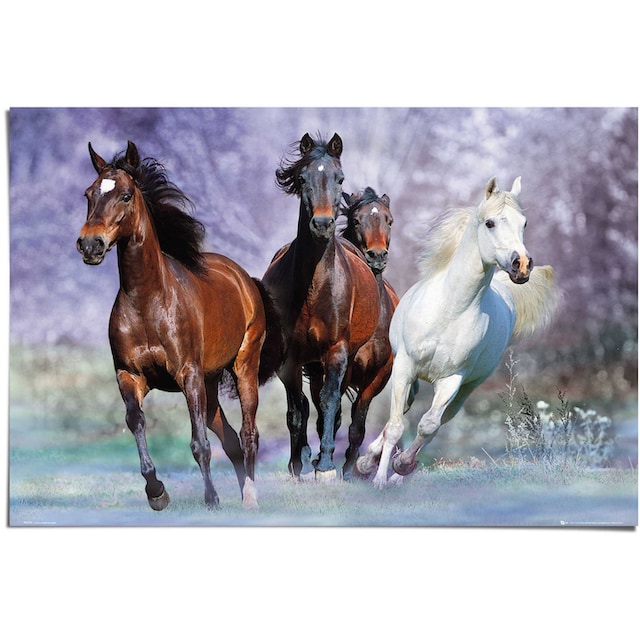 Reinders! Poster »Pferde Tier - Galopp - Pferd Schimmel - Pferd Braun«, (1  St.) kaufen im OTTO Online Shop