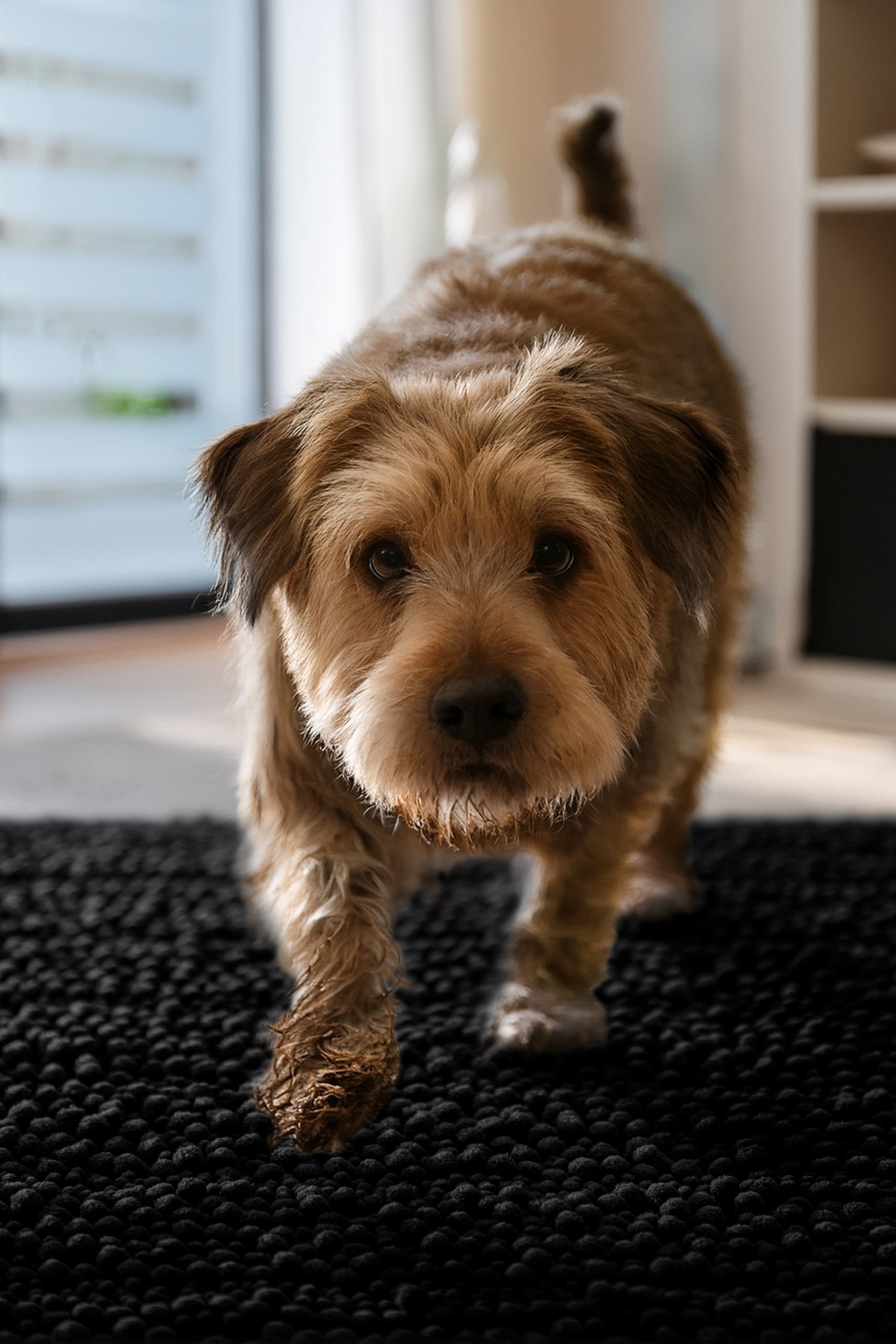 Wecon home Teppich »Cooper« rechteckig 22 mm Höhe Haustierteppich, rutschfest, waschbar, weicher Chenille Teppich