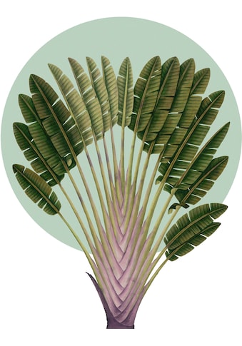 Wandbild »Botanical Garden Pinnate Palm«, (1 St.), Deutsches Premium-Poster Fotopapier...