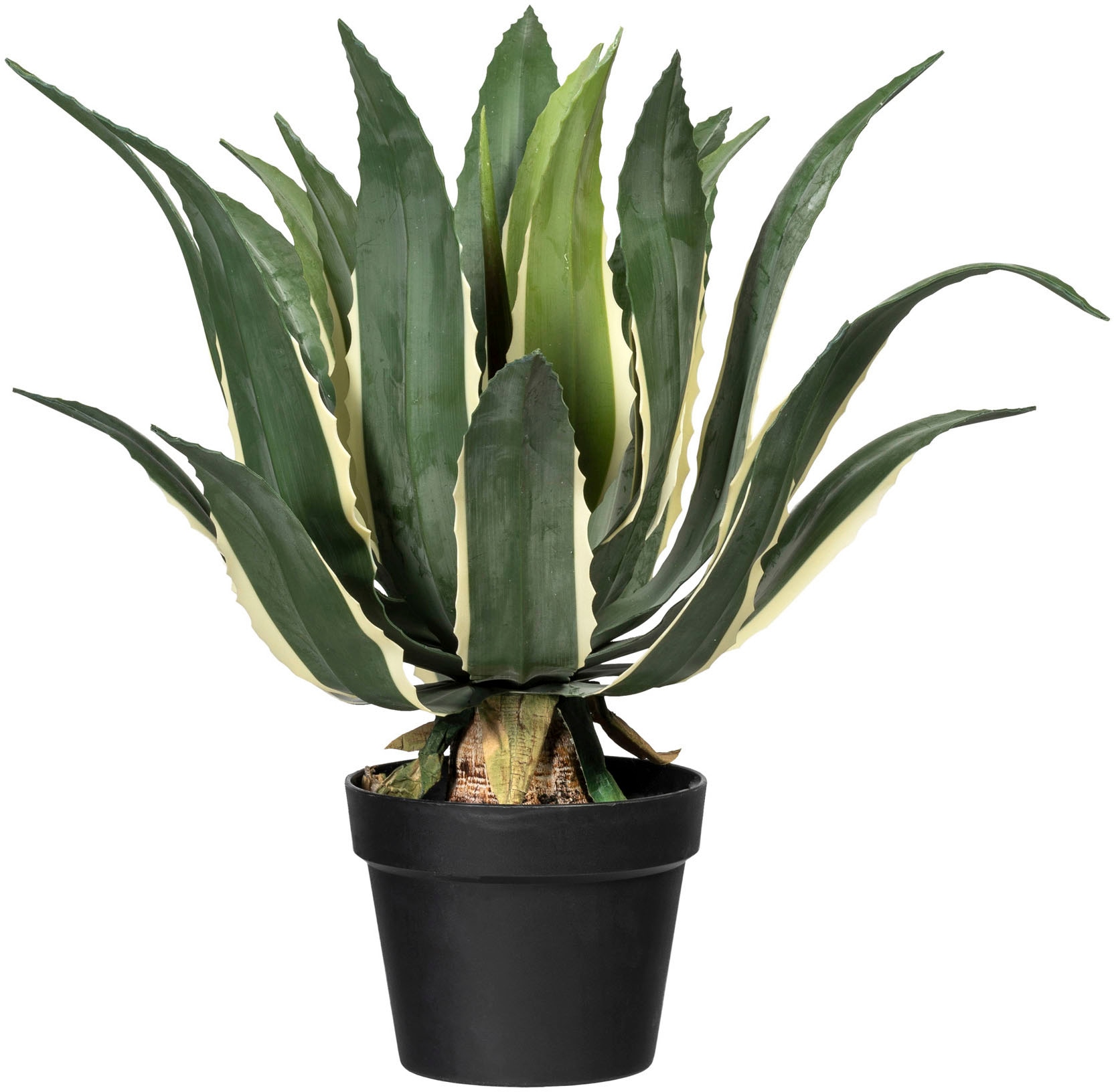 »Agave green St.) Online Shop americana OTTO Künstliche Creativ im Zimmerpflanze (1 variegata«,