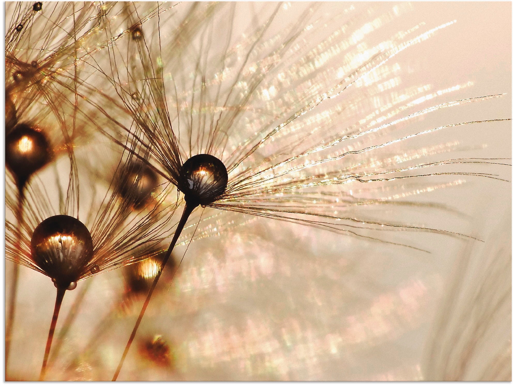 Artland Wandbild »Pusteblume Goldener Tropfen«, Blumen, (1 St.), als Alubild, Outdoorbild, Leinwandbild, Poster, Wandaufkleber
