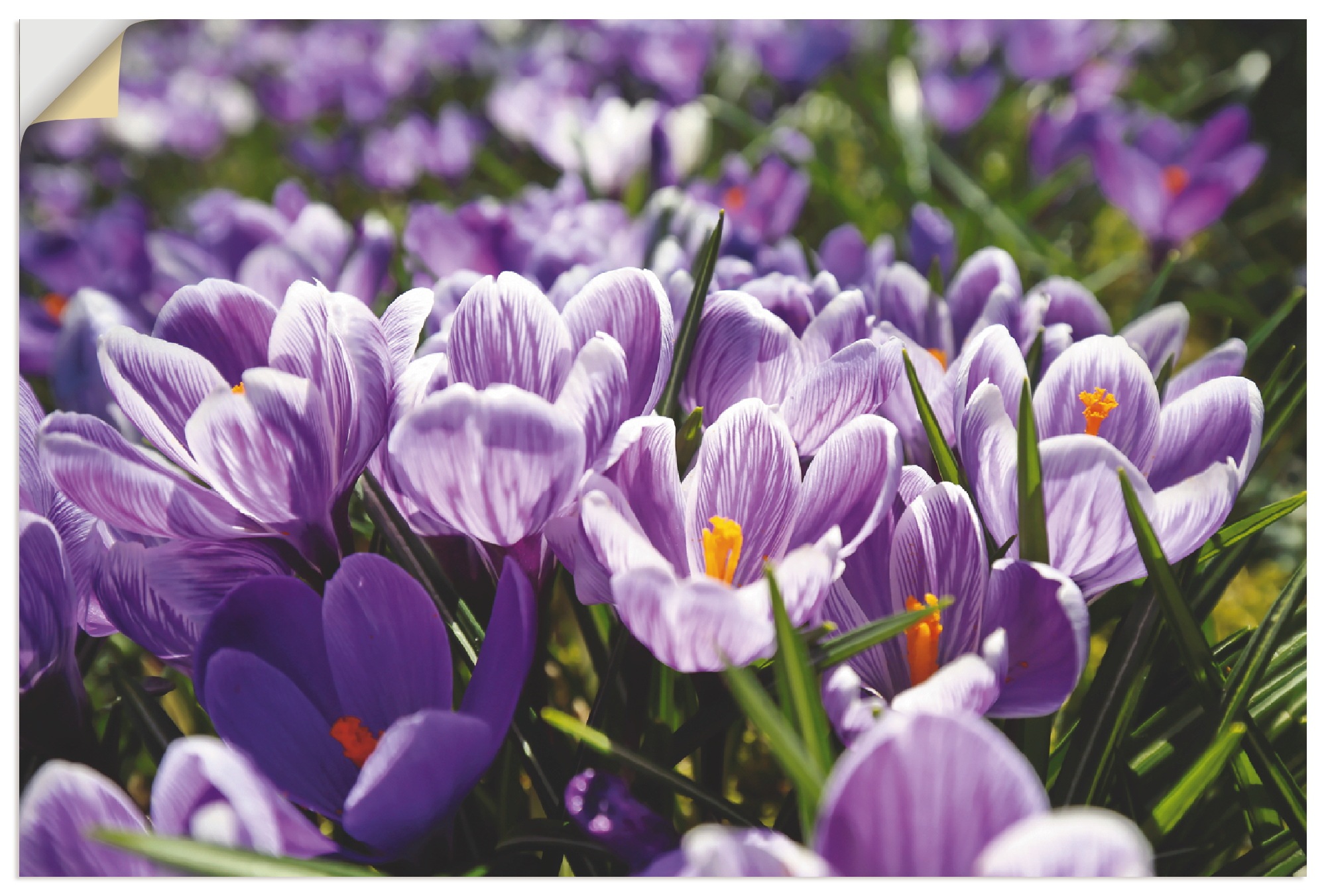 Artland Wandbild »Krokusblumenwiese«, Blumenwiese, (1 St.), in vielen Größen & Produktarten - Alubild / Outdoorbild für den Außenbereich, Leinwandbild, Poster, Wandaufkleber / Wandtattoo auch für Badezimmer geeignet
