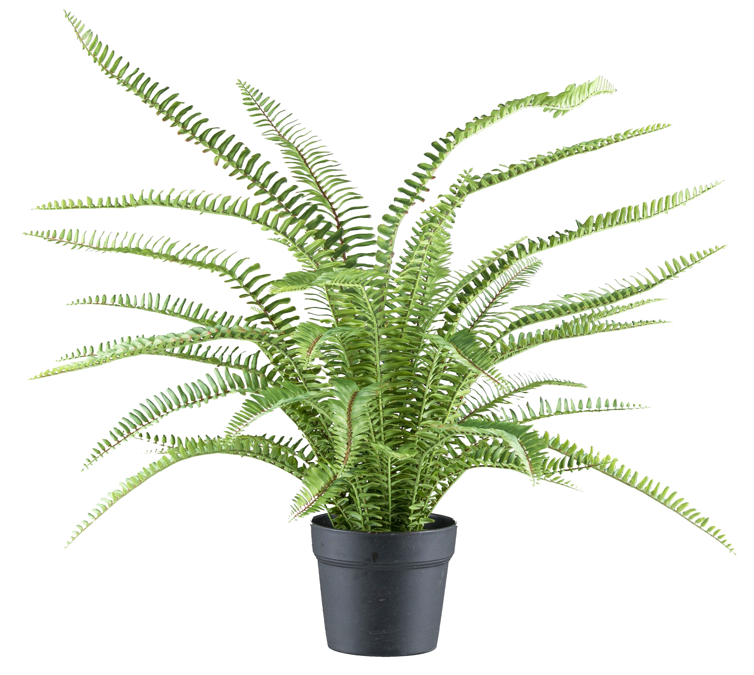 Creativ green Kunstpflanze »Bostonfarn« mit naturgtreuen Farnwedeln