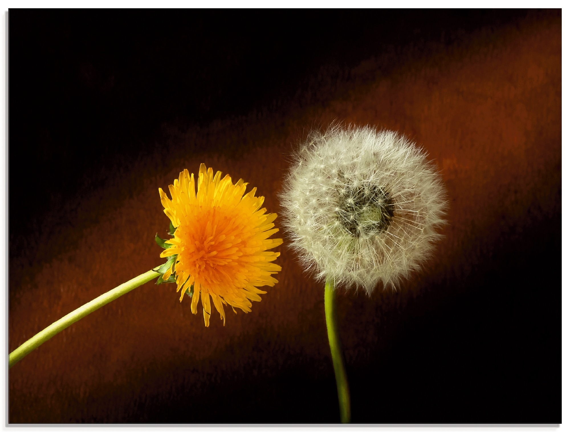 Artland Glasbild »Pusteblume Löwenzahn«, Blumen, (1 St.)