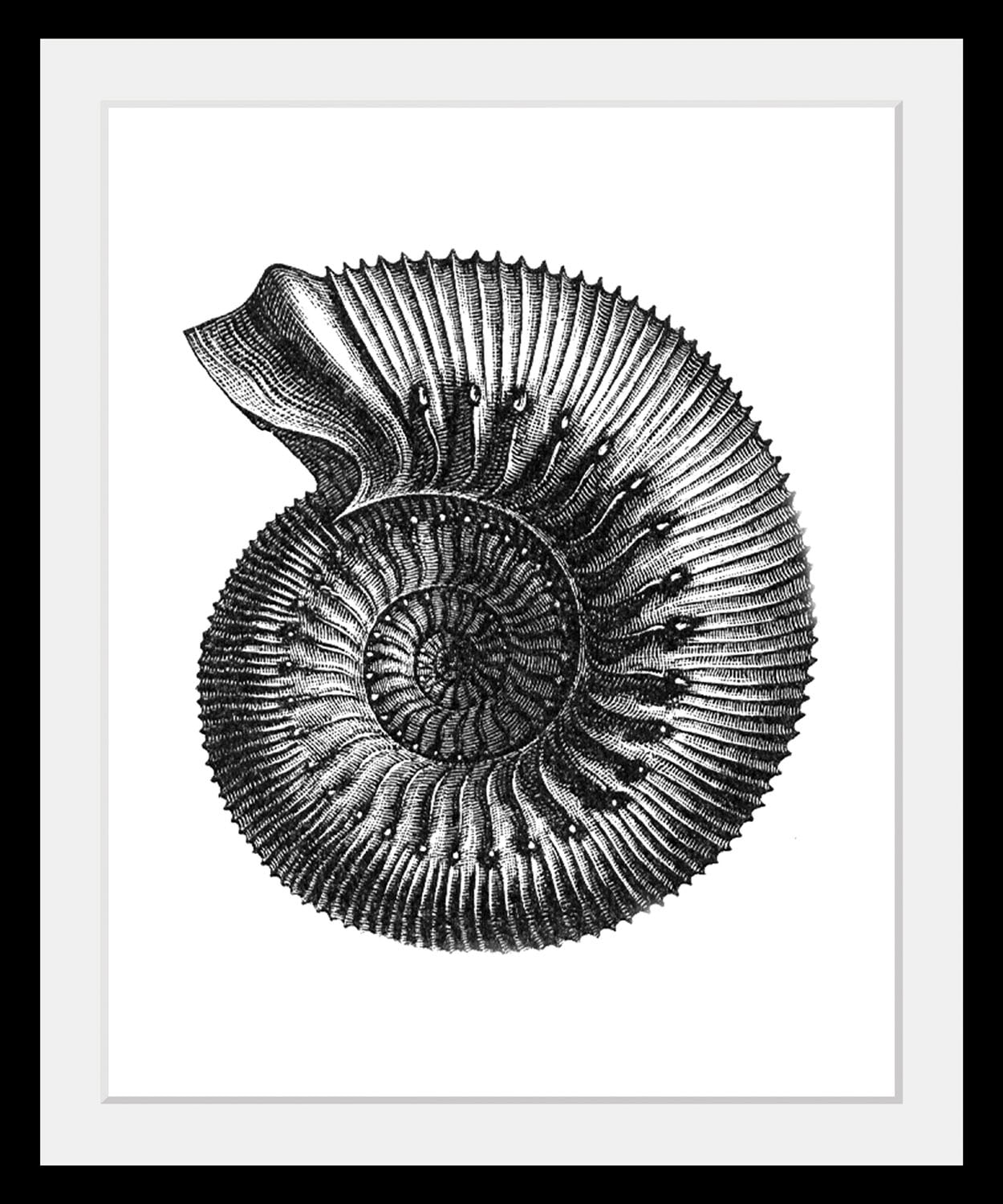 queence Bild »Bernd« Kunst | Meer | Schwarz-Weiß | Wassertiere 1 Stk. tlg. HD Premium Poster-Druck inkl. Holzrahmen