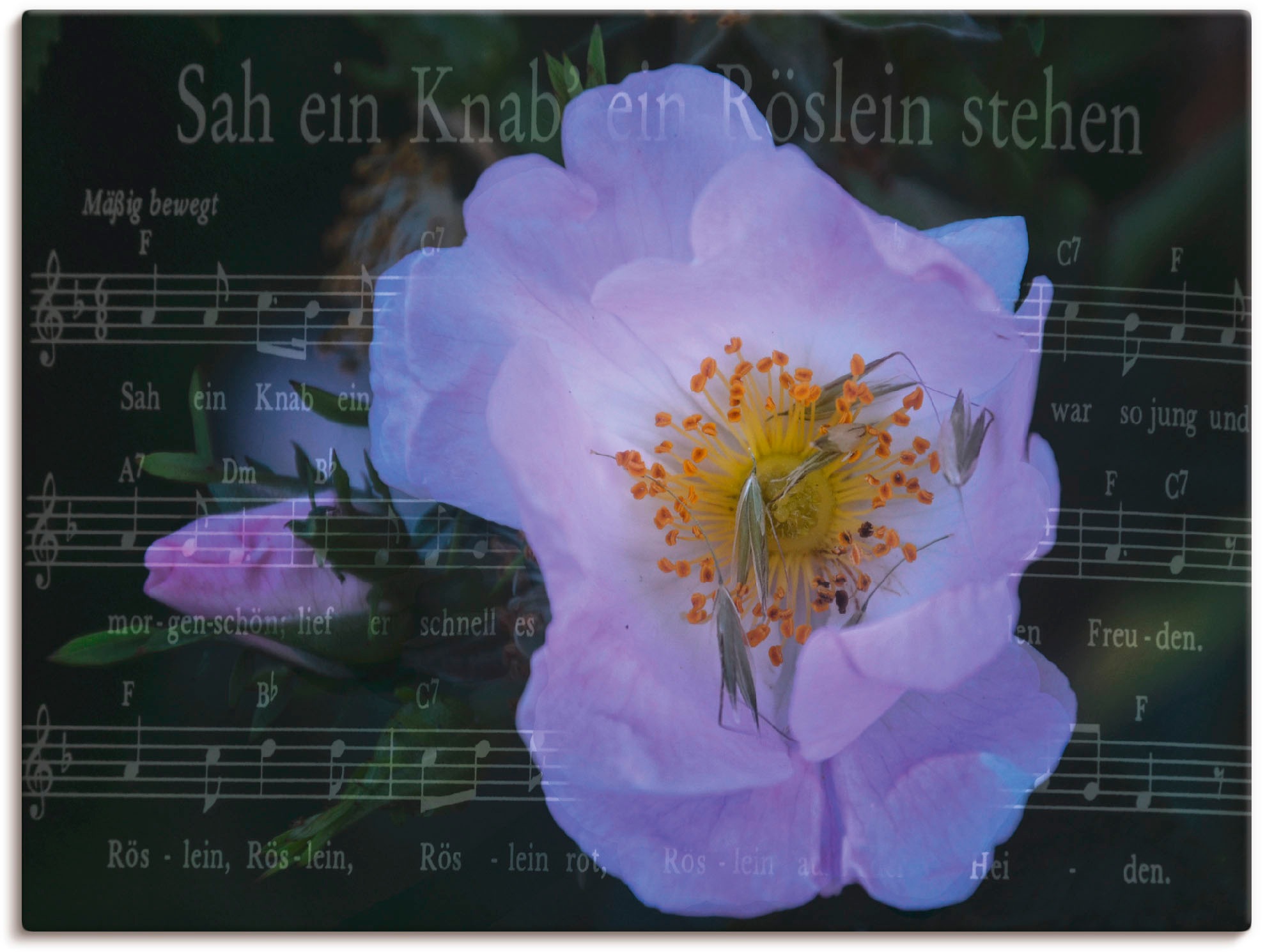 Artland Wandbild »Sah ein Knab ein Röslein stehn«, Blumen, (1 St.), in vielen Größen & Produktarten -Leinwandbild, Poster, Wandaufkleber / Wandtattoo auch für Badezimmer geeignet