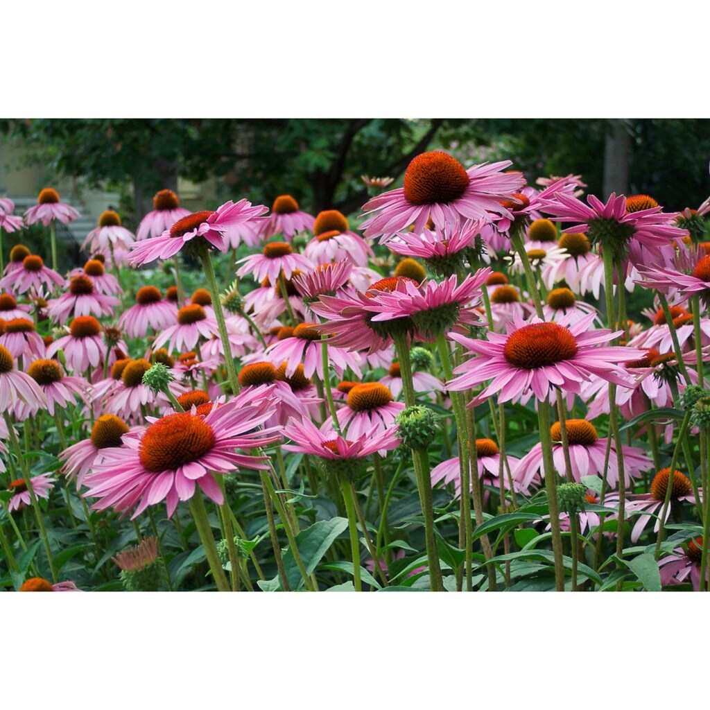 Papermoon Fototapete »Sommerblumen«