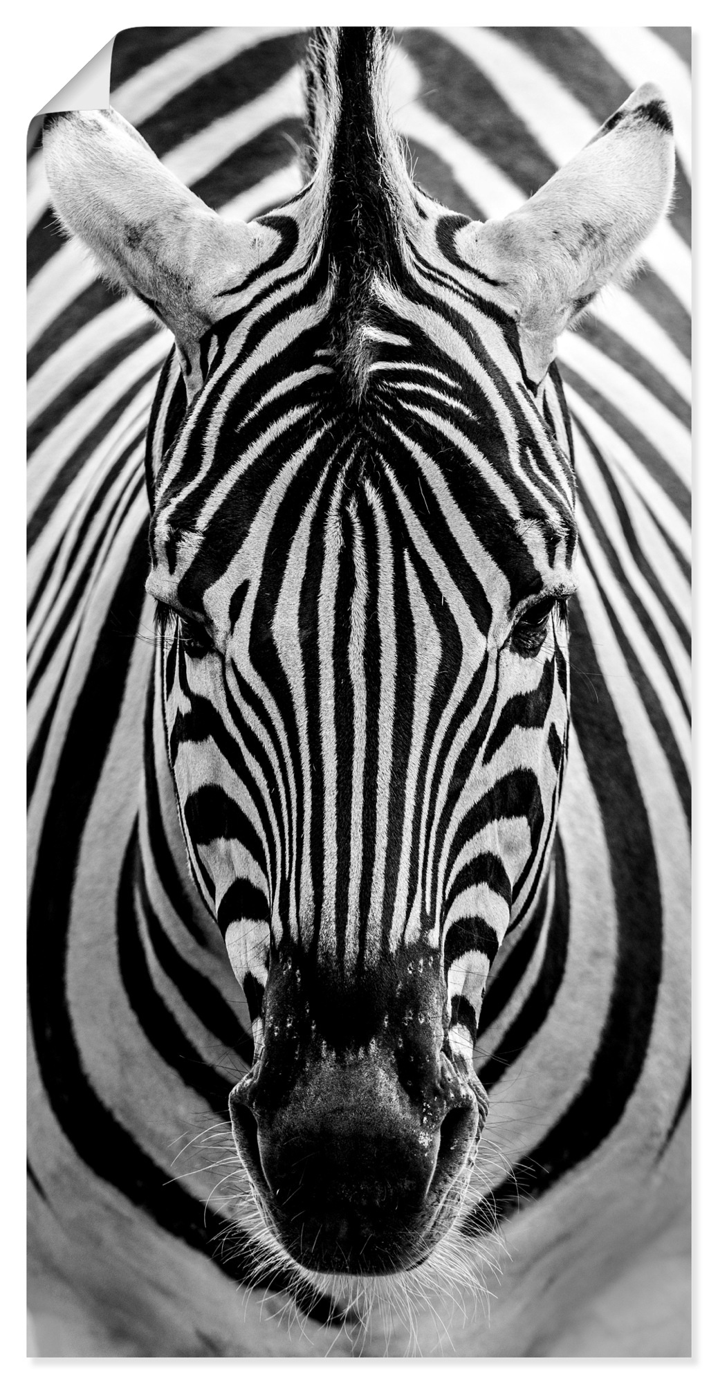 Wandbild »Zebra«, Wildtiere, (1 St.), als Leinwandbild, Poster, Wandaufkleber in...