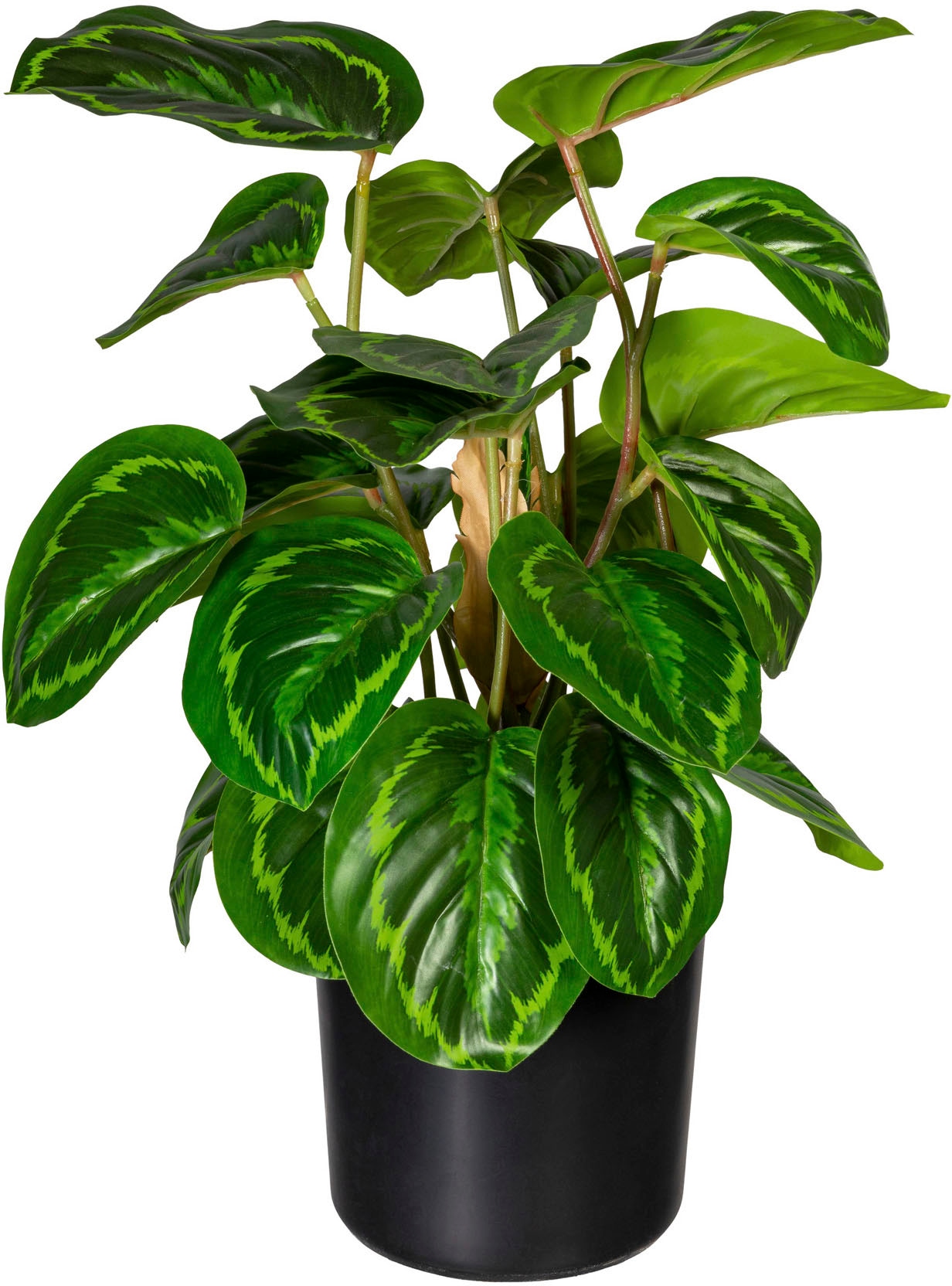 Creativ green Zimmerpflanze »Maranta«, OTTO (1 St.) Künstliche bei