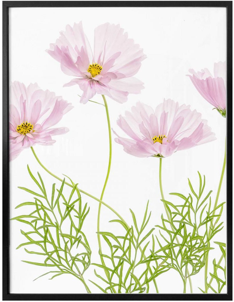 Wall-Art Poster »Sommerblume«, Blumen, (1 St.), Poster ohne Bilderrahmen