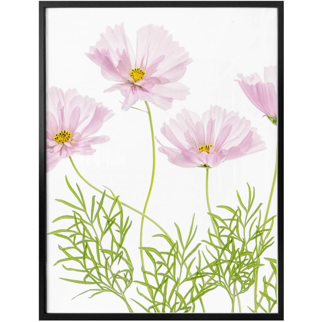 Wall-Art Poster »Sommerblume«, Blumen, (1 St.)