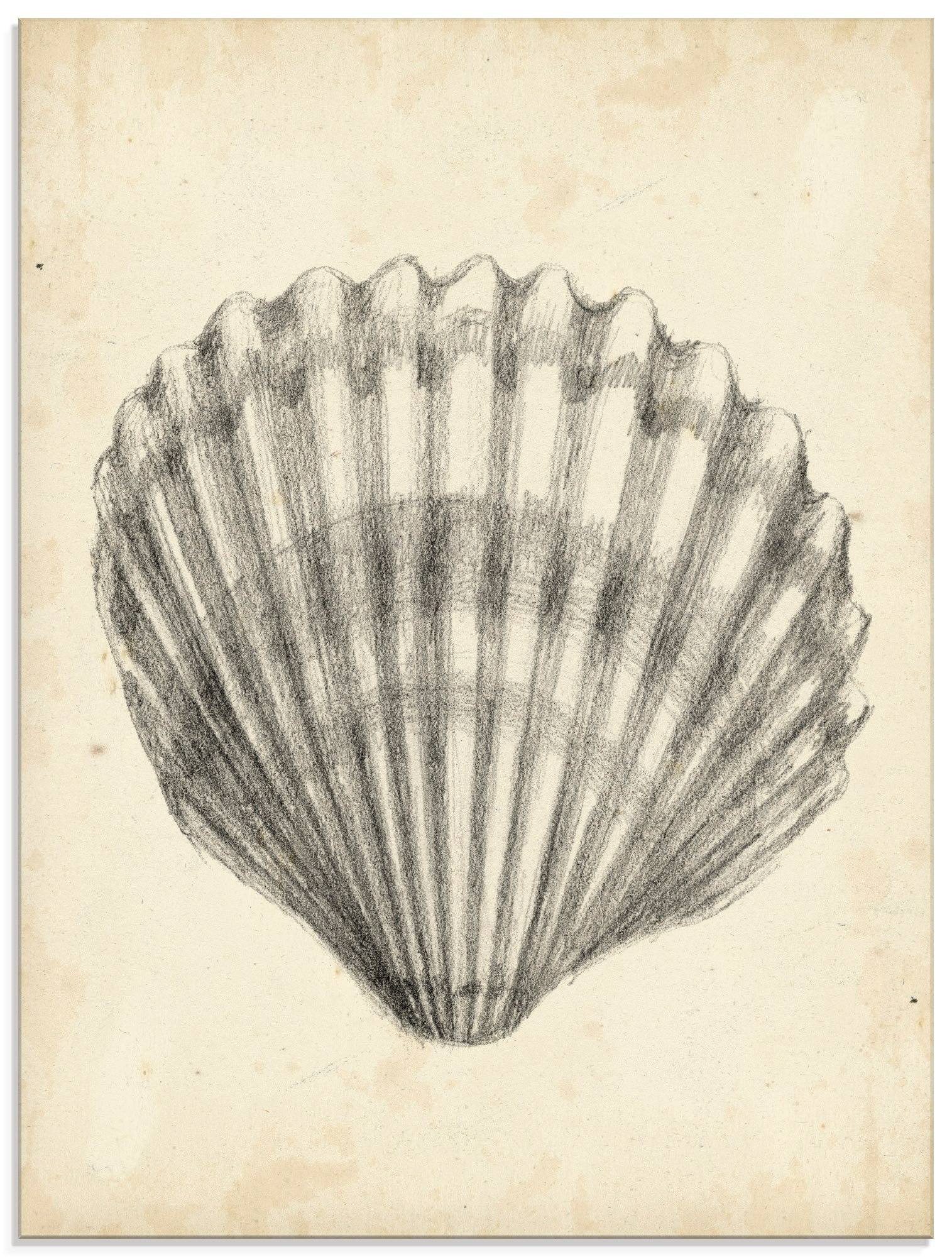 Artland Glasbild »Antike Muschel Lehre III«, Wassertiere, (1 St.)