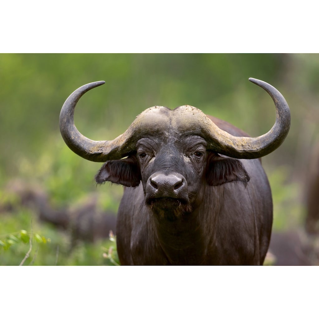 Papermoon Fototapete »Afrikanischer Büffel«