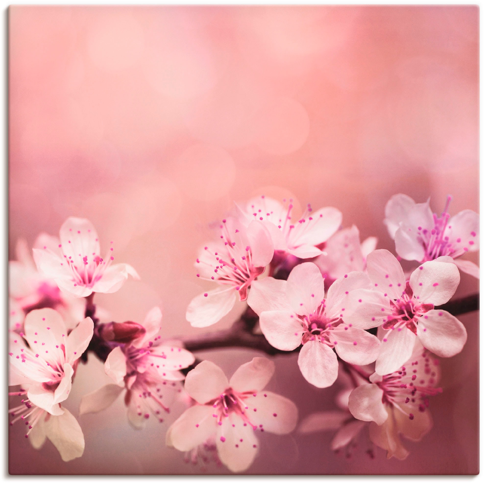 Artland Wandbild »Kirschblüten«, Blumen, (1 Poster Outdoorbild, im in verschied. Größen Alubild, St.), OTTO Leinwandbild, als Online Shop