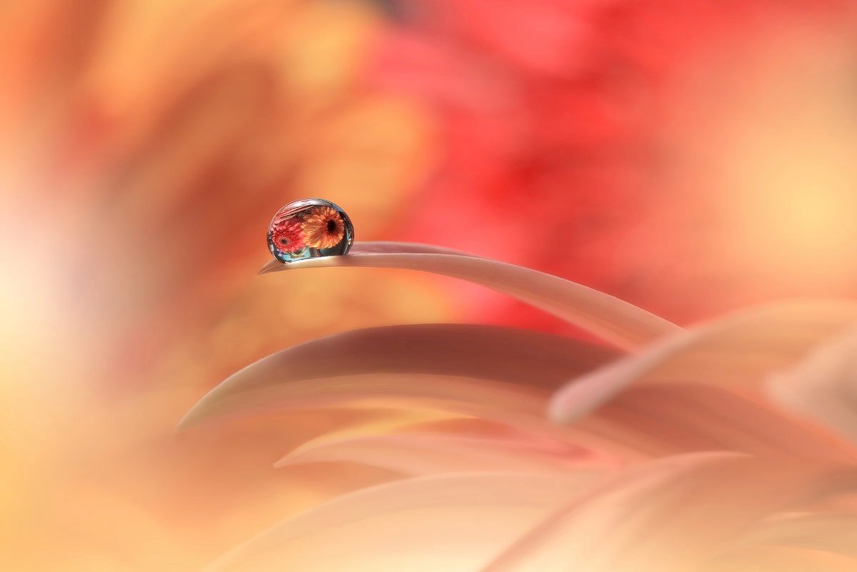 Fototapete »Zen Wassertropfen mit Blume Makro«