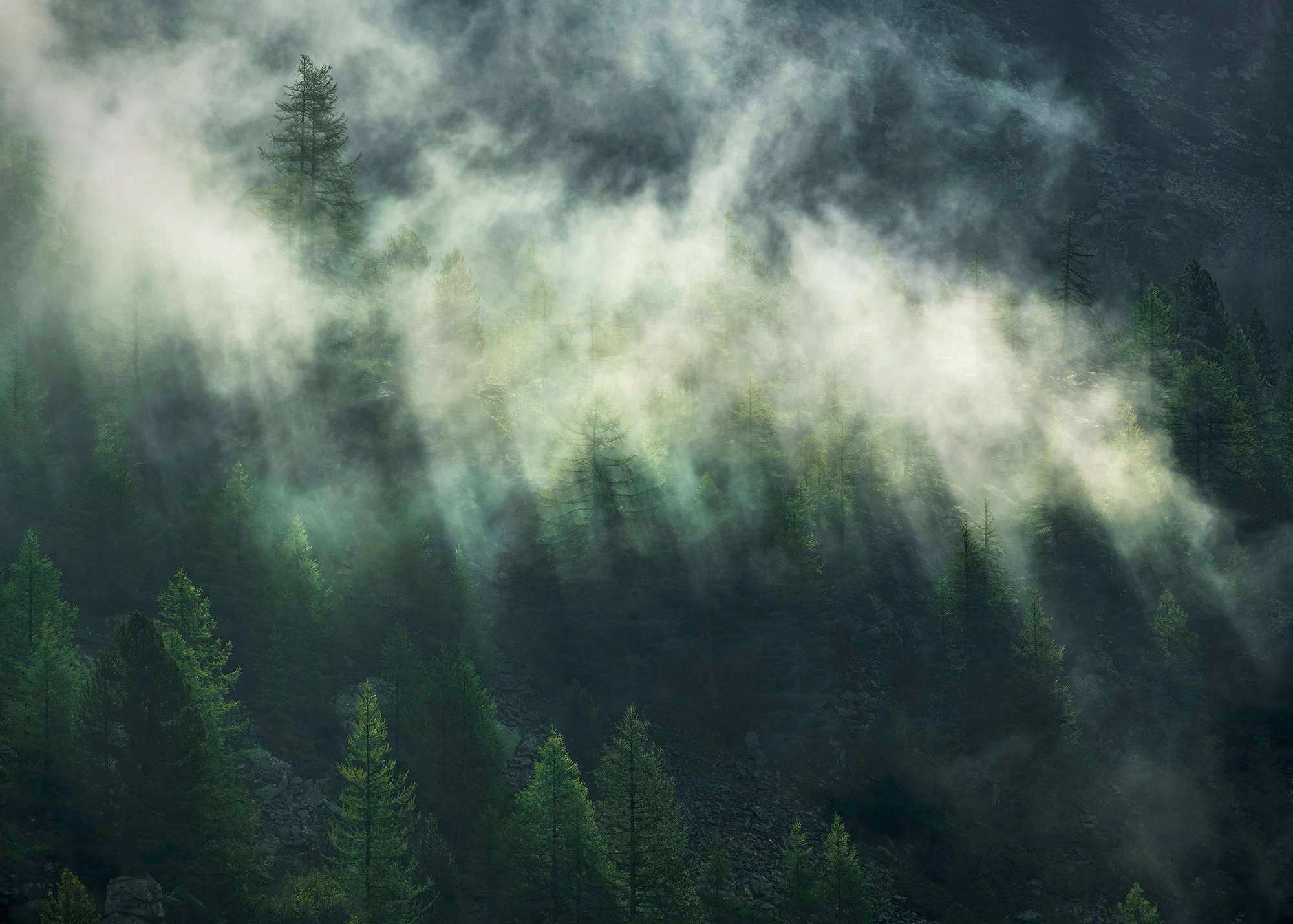 Komar Fototapete »Misty Crowns«, bedruckt-floral-realistisch