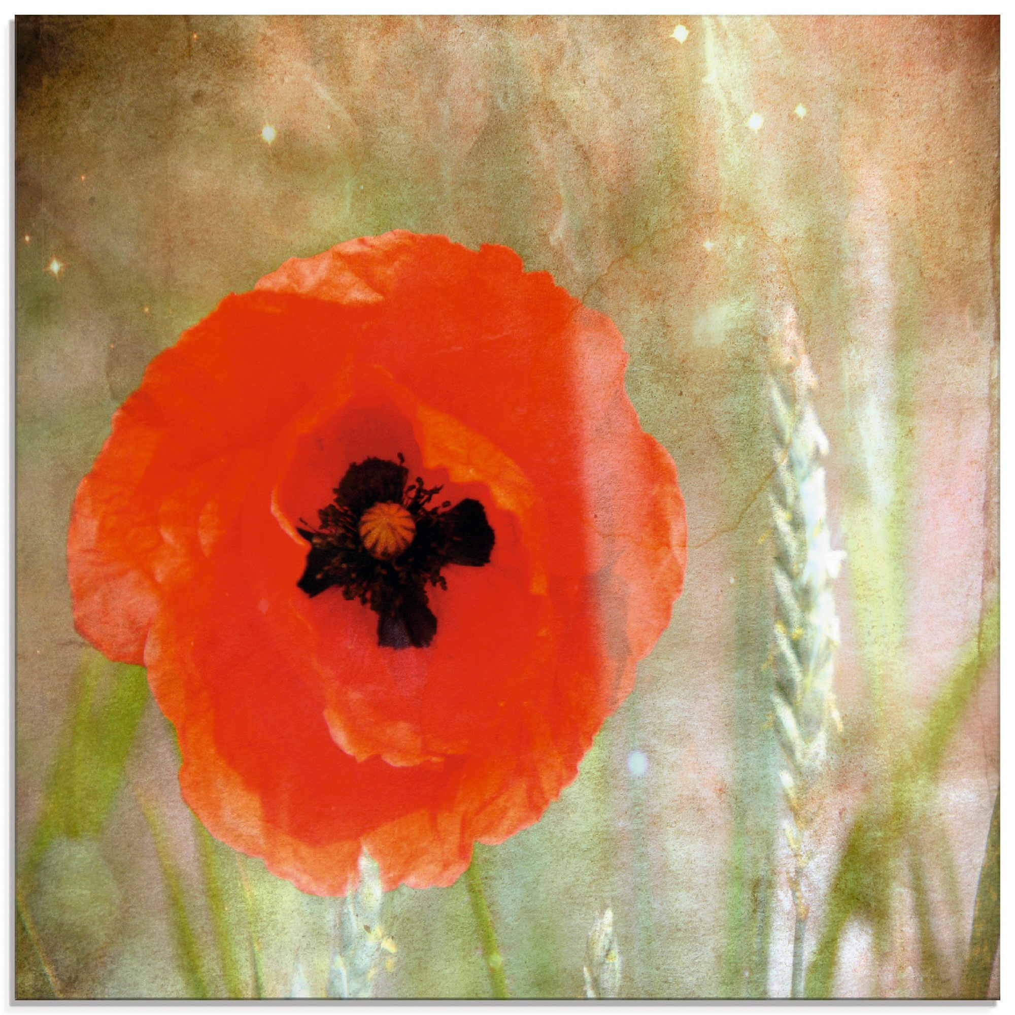 Artland Glasbild »Klatschmohn«, Blumen, (1 St.)