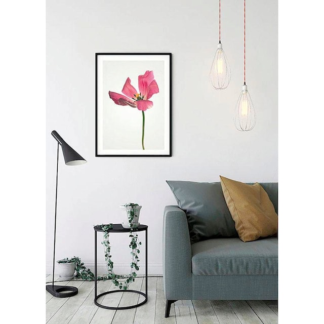 Komar Poster »Tulip«, Blumen, (1 St.), Kinderzimmer, Schlafzimmer,  Wohnzimmer bestellen bei OTTO